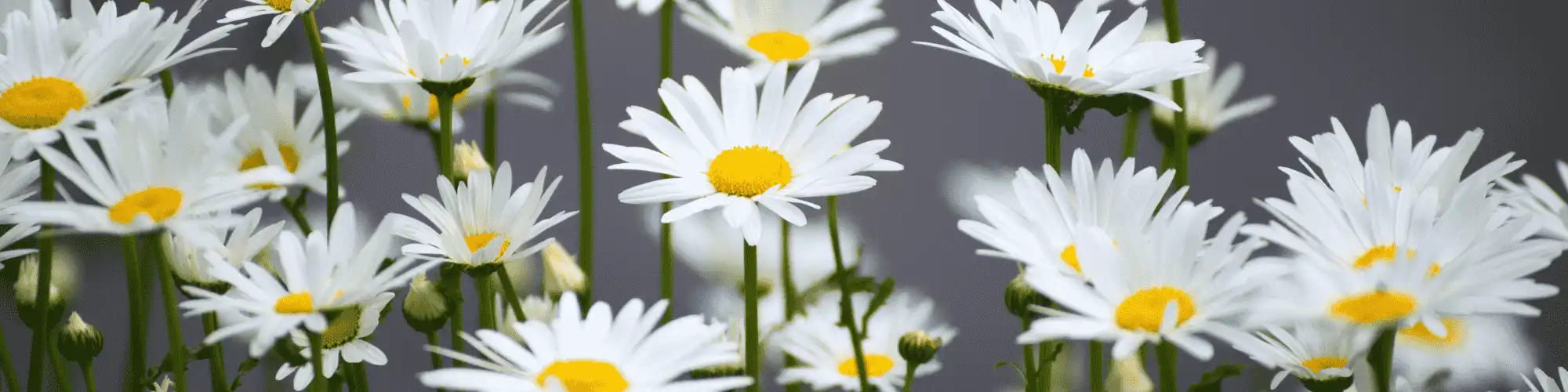 AA Close to Me Today: The Day I Chose Recovery Read this personal story of finding hope and support at AA close to me today