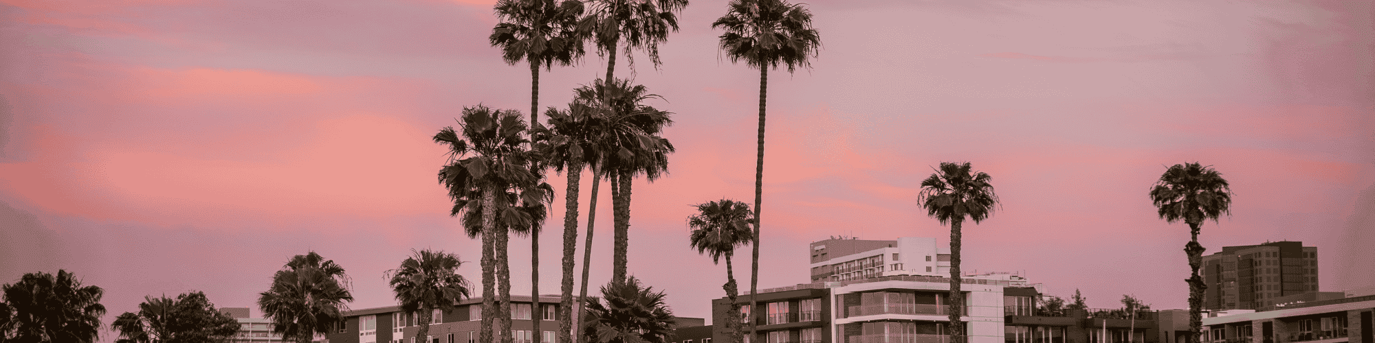 Best Alcoholics Anonymous Meetings San Diego San Diego palm trees Best Alcoholics Anonymous Meetings San Diego