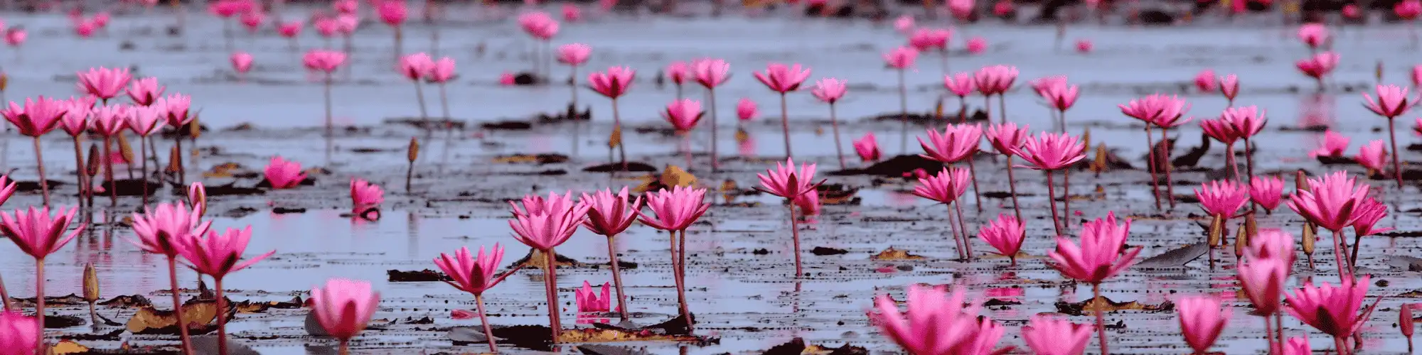 Find Arlington VA AA Meetings Espanol for Support & Recovery Find Arlington VA AA Meetings Espanol for support, recovery, and connection