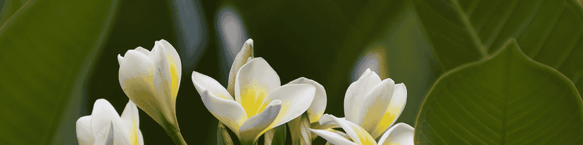 AA Meetings Honolulu Tonight: Connect and Thrive in Community