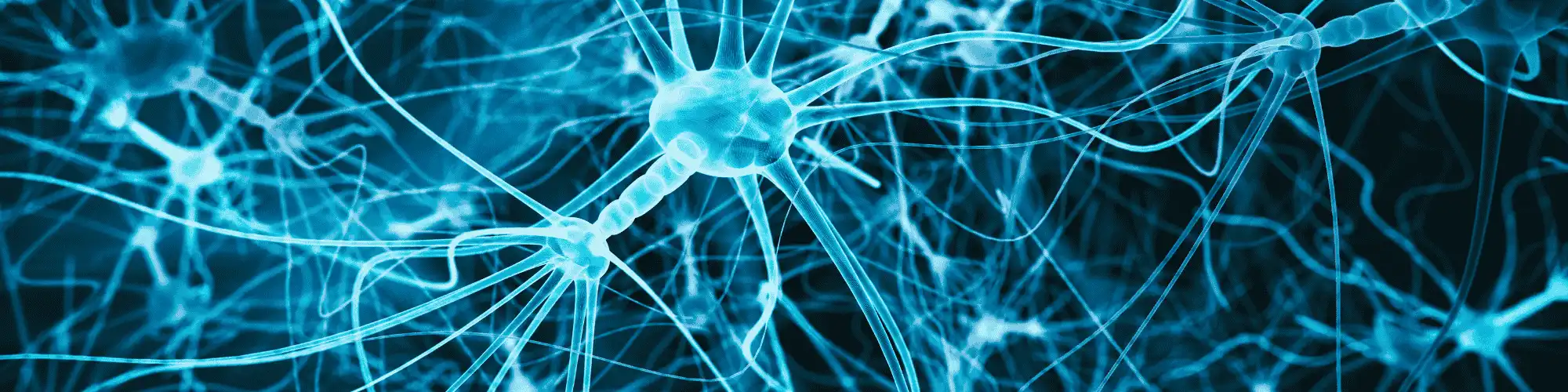 How Alcohol Affects the Nervous System: Local Portland AA Aid the nervous system