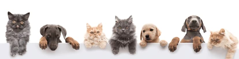 Pet Ownership and Sobriety: Seek AA Groups Seattle for Guidance