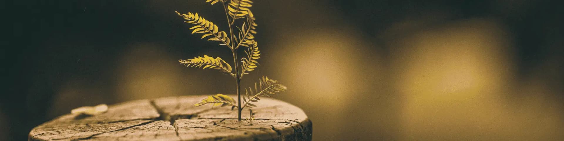 Renewing Your Life: How LA AA Meetings Nearby Helps A new sprouting plant out of an old, dead tree, representing a renewed life