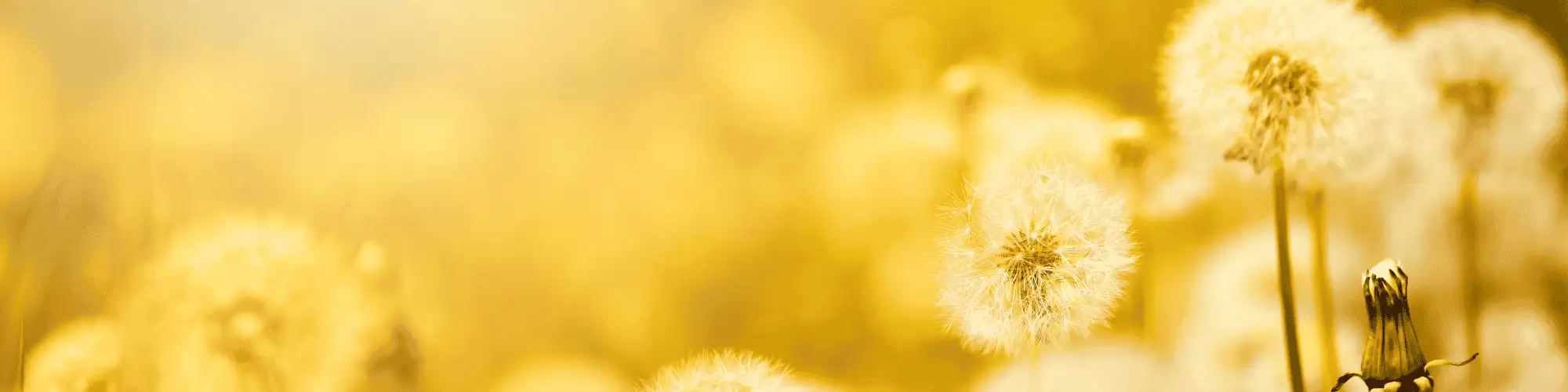 Start Fresh: Attend AA Near Me and Find Support Attend AA near me and find support on your recovery journey