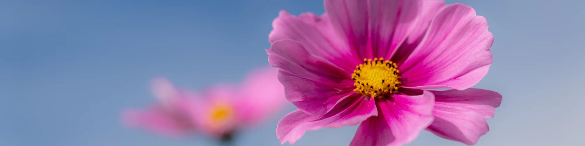 Step Into a Brighter Day With AA Daily Readings 02/12/25 Step Into a Brighter Day With AA Daily Readings 02/12/25