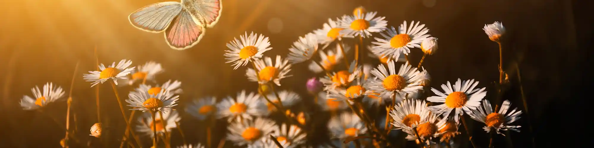 What AA Groups Seattle Nearby Know About Alcoholism Recovery Myths Discover the truth behind common alcohol recovery myths