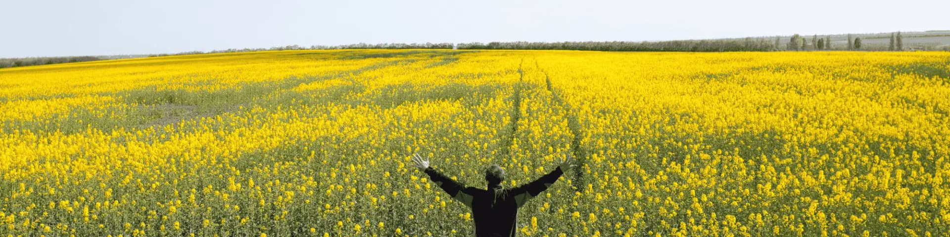 What I Gained from Attending AA/NA Meetings Nearby A person in a field of yellow flowers