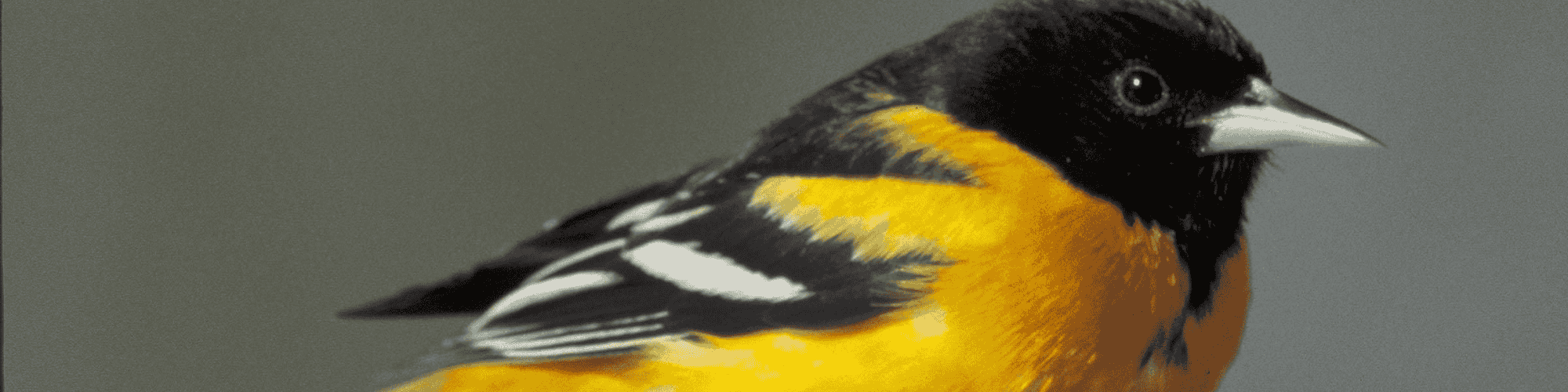 baltimore bird bird baltimore