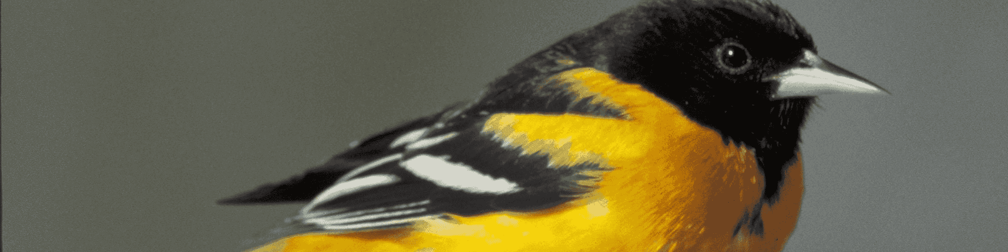 baltimore bird bird baltimore