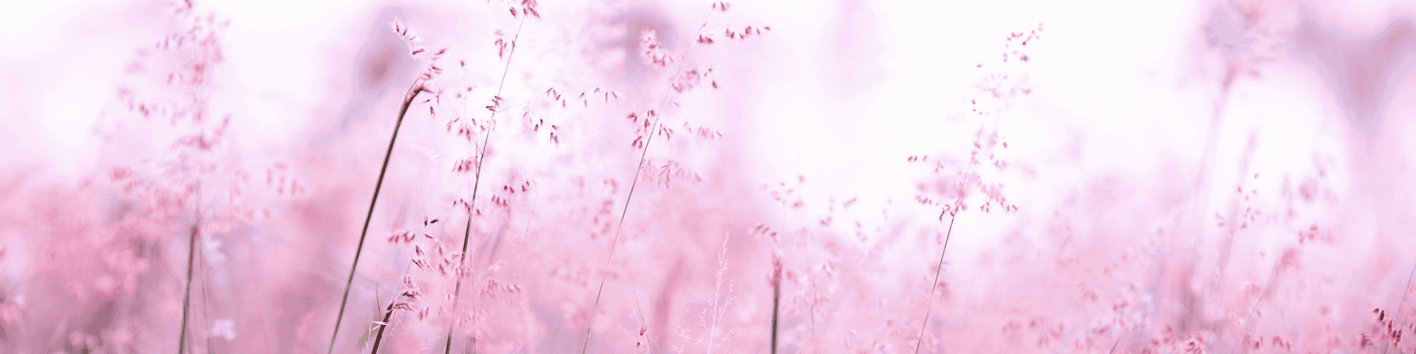 flowers of hope flowers pink