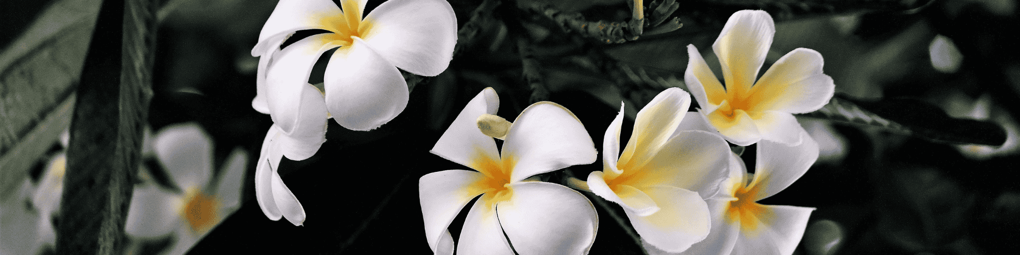 honolulu flowers flowers in honolulu