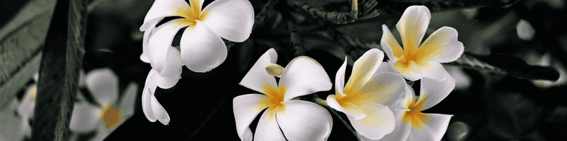 Finding Strength and Sobriety: How to Find AA Meetings in Honolulu