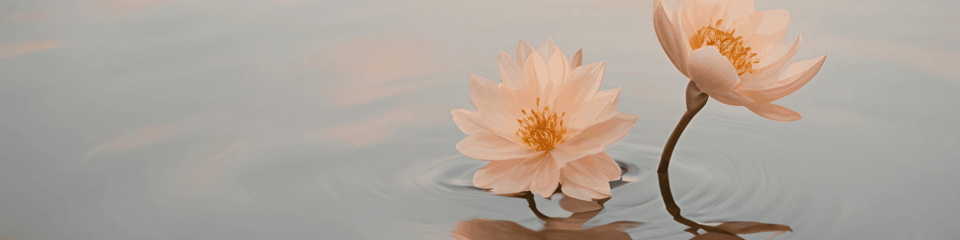 lotus flower above the mud, lotus flower
