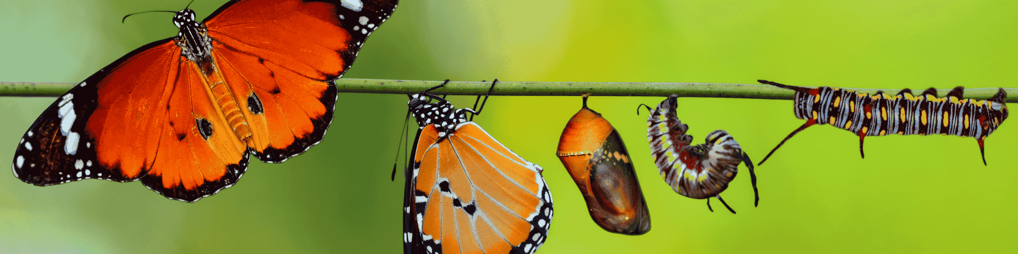 metamorphosis life stage of butterfly
