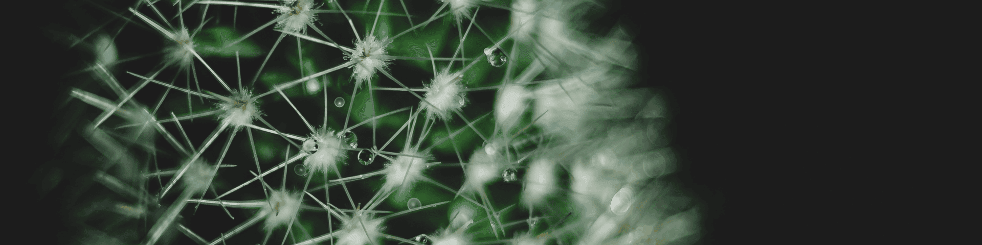 spiked cactus cactus thorns
